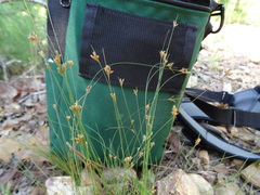 Bulbostylis ciliatifolia