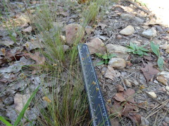 Bulbostylis ciliatifolia