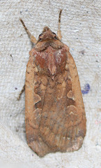 Parabagrotis insularis