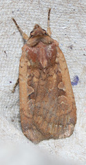 Parabagrotis insularis