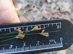 Bulbostylis ciliatifolia