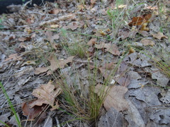 Bulbostylis ciliatifolia