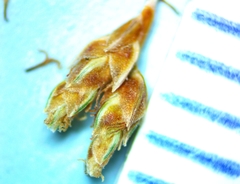 Bulbostylis ciliatifolia