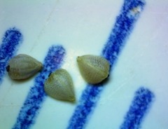 Bulbostylis ciliatifolia