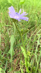 Cichorium intybus