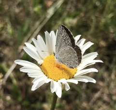 Celastrina echo cinerea