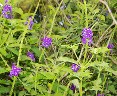 Stachytarpheta frantzii