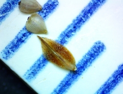 Bulbostylis ciliatifolia