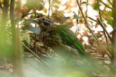 Ailuroedus maculosus