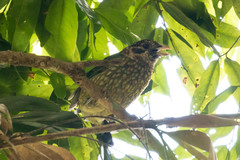 Ailuroedus maculosus