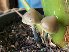 Psilocybe angulospora
