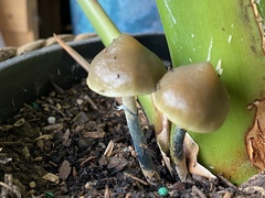 Psilocybe angulospora