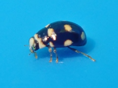 Brachiacantha decempustulata