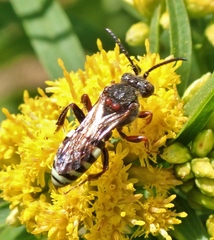 Nomada vicina