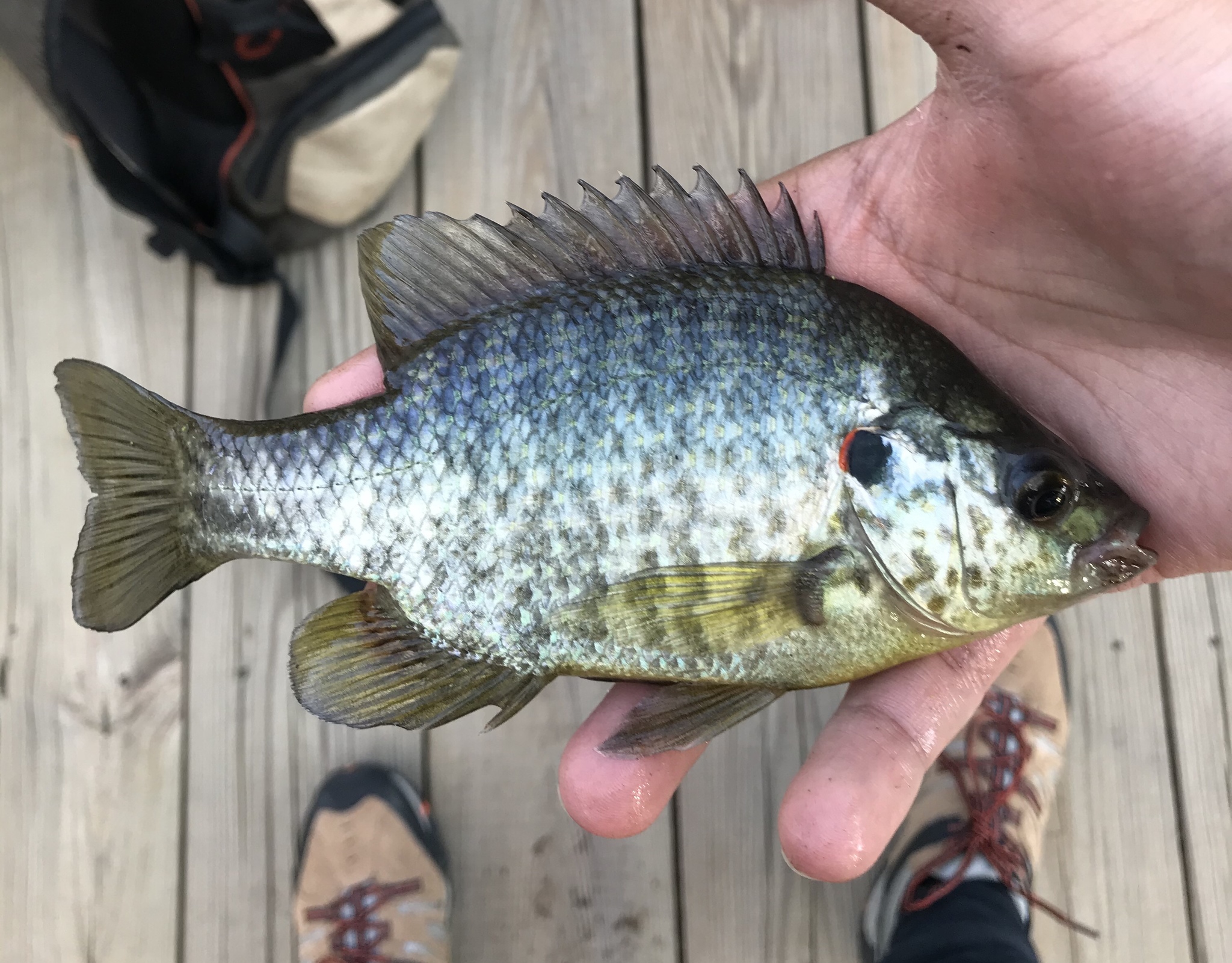 Redear sunfish - Wikipedia