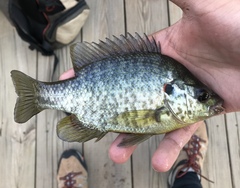 Redear Sunfish photo 3