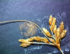 Bulbostylis ciliatifolia