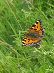 Aglais urticae