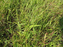 Urochloa platyphylla