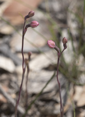 Thelymitra rubra