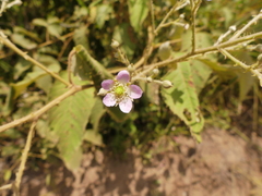 Rubus urticifolius
