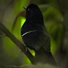 Pyriglena leucoptera