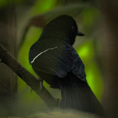 Pyriglena leucoptera