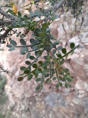Adesmia microphylla
