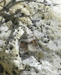 Drasteria scrupulosa