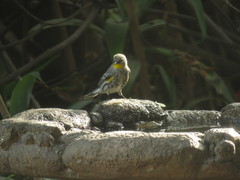 Setophaga coronata