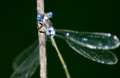 Lestes unguiculatus