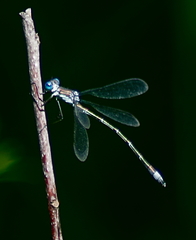 Lestes unguiculatus