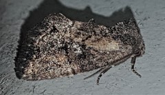 Elusa oenolopha