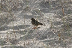 Anthus pratensis