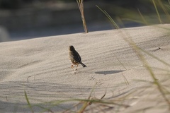 Anthus pratensis