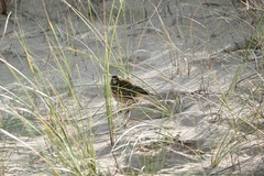Anthus pratensis