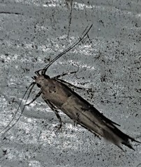 Anatrachyntis rileyi