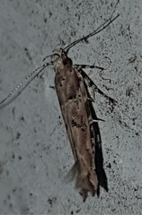 Anatrachyntis rileyi