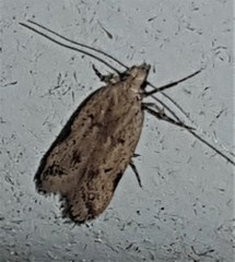 Atheropla nigricincta