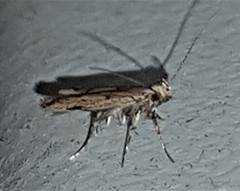 Atheropla nigricincta