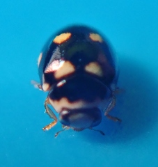 Brachiacantha decempustulata