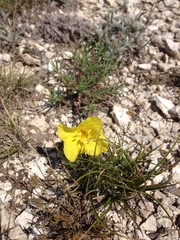 Oenothera macrocarpa