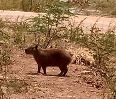 Hydrochoerus hydrochaeris