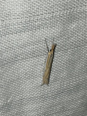 Fernandocrambus
