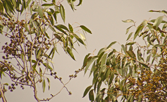 Eucalyptus tindaliae