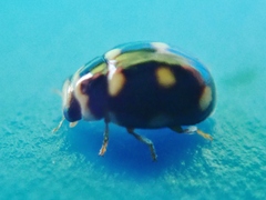 Brachiacantha decempustulata