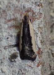 Dichomeris serrativittella