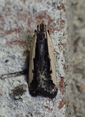 Dichomeris serrativittella