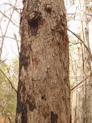 Eucalyptus tindaliae