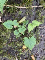 Tiarella stolonifera